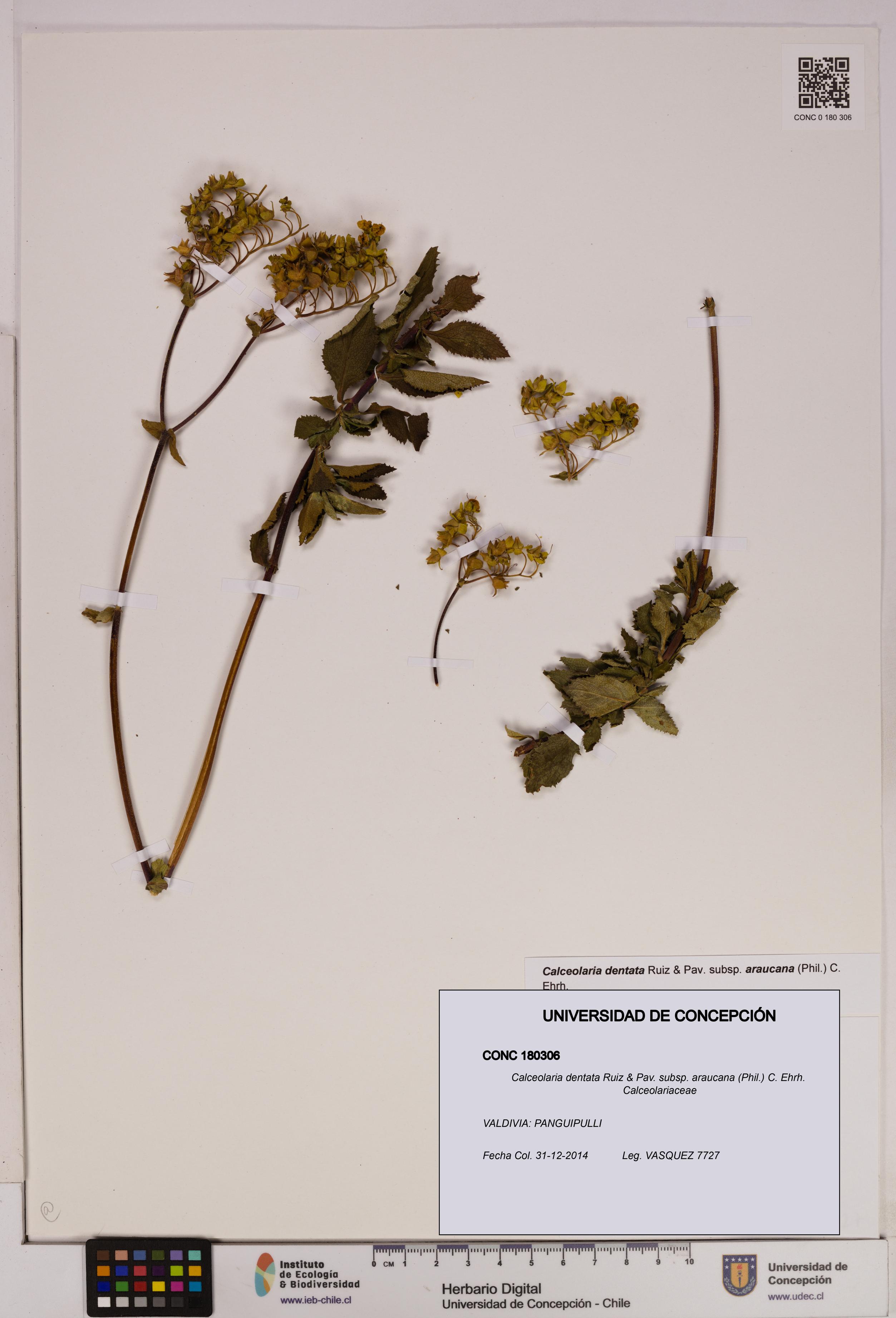 Calceolaria dentata subsp. araucana [Espécimen: UDEC:CONC:0180306]