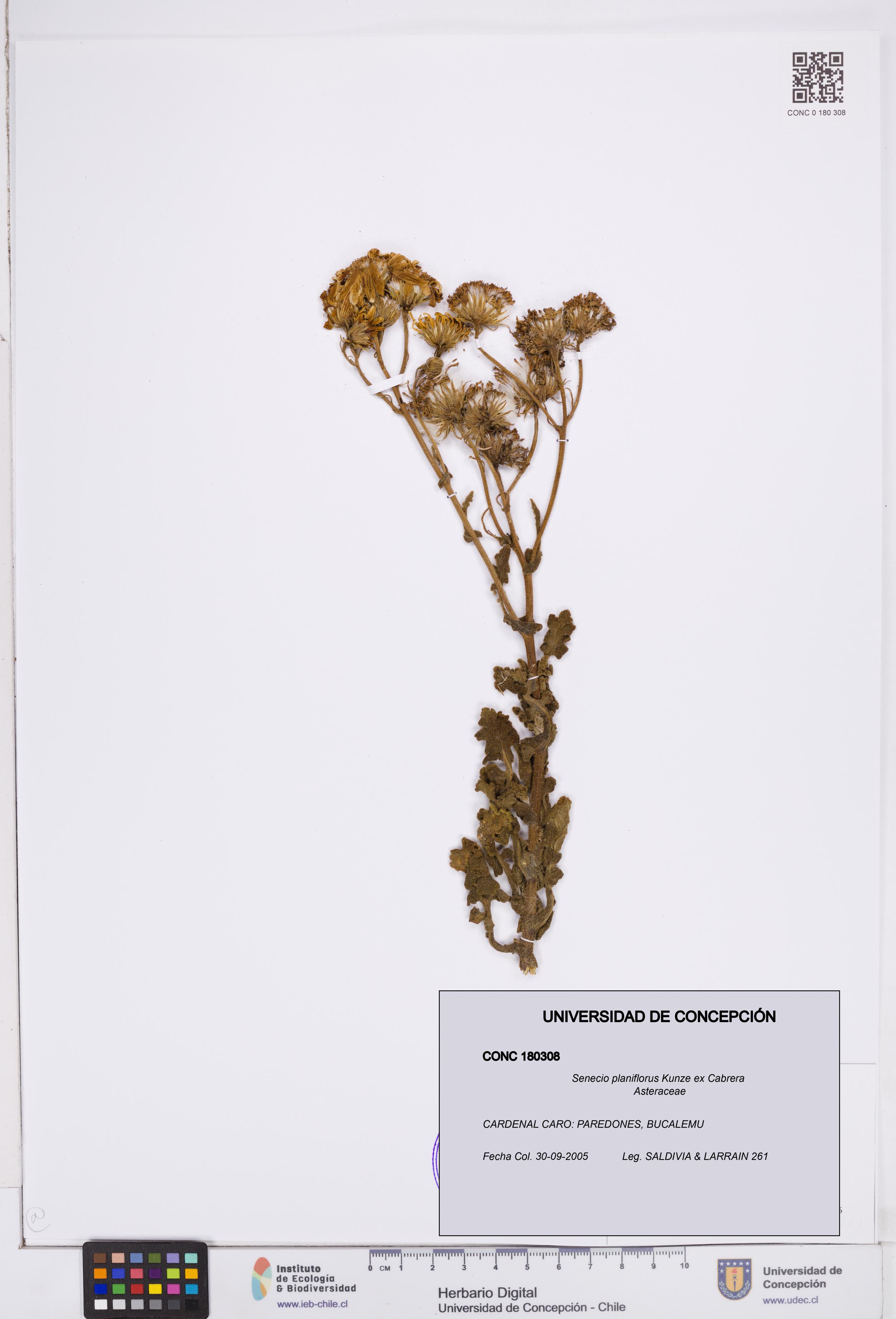 Senecio planiflorus [Espécimen: ]
