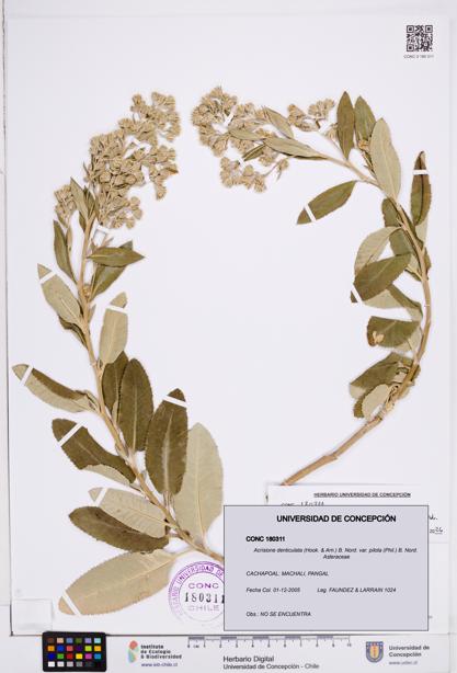 Acrisione denticulata var. pilota [Espécimen: ]