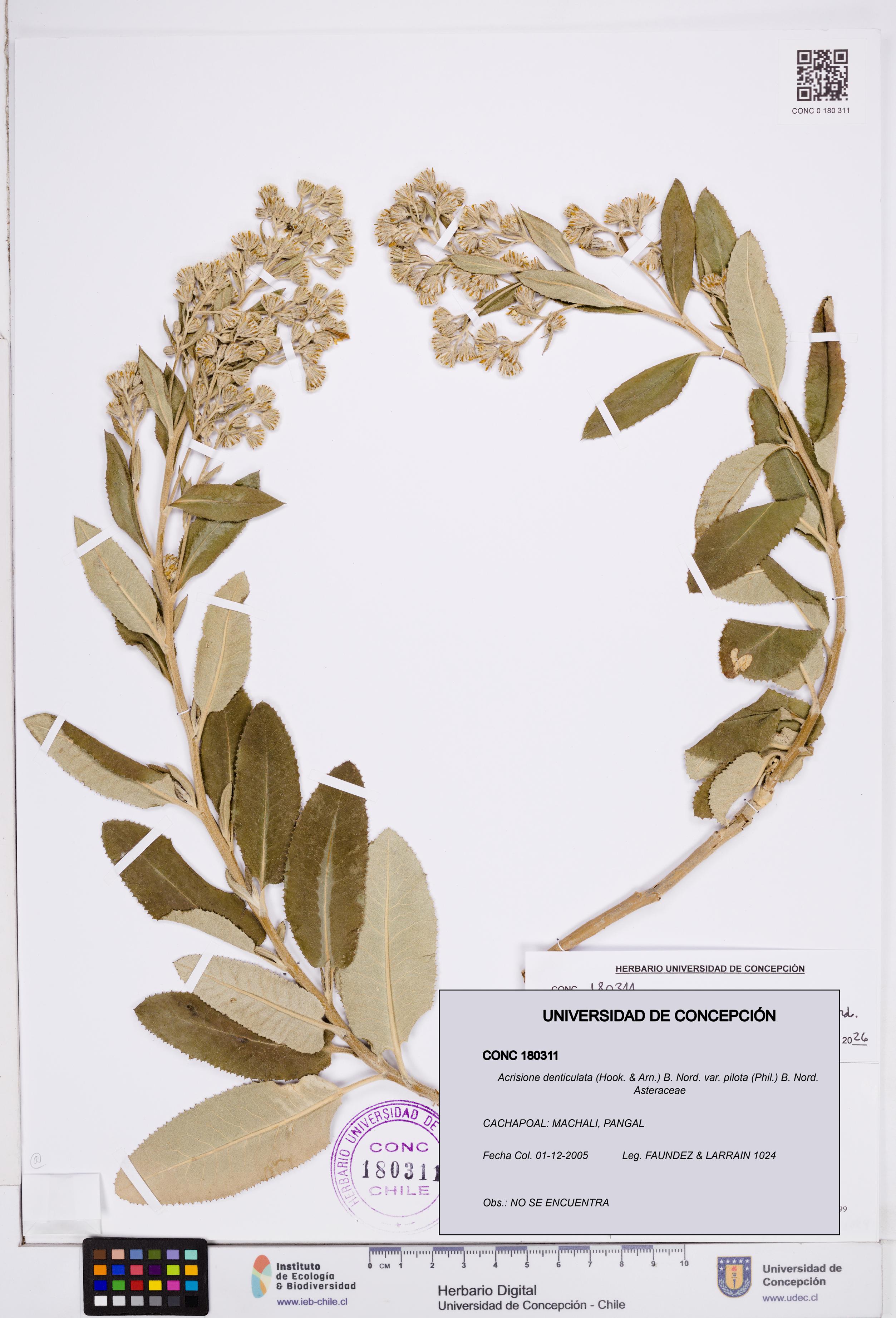 Acrisione denticulata var. pilota [Espécimen: ]