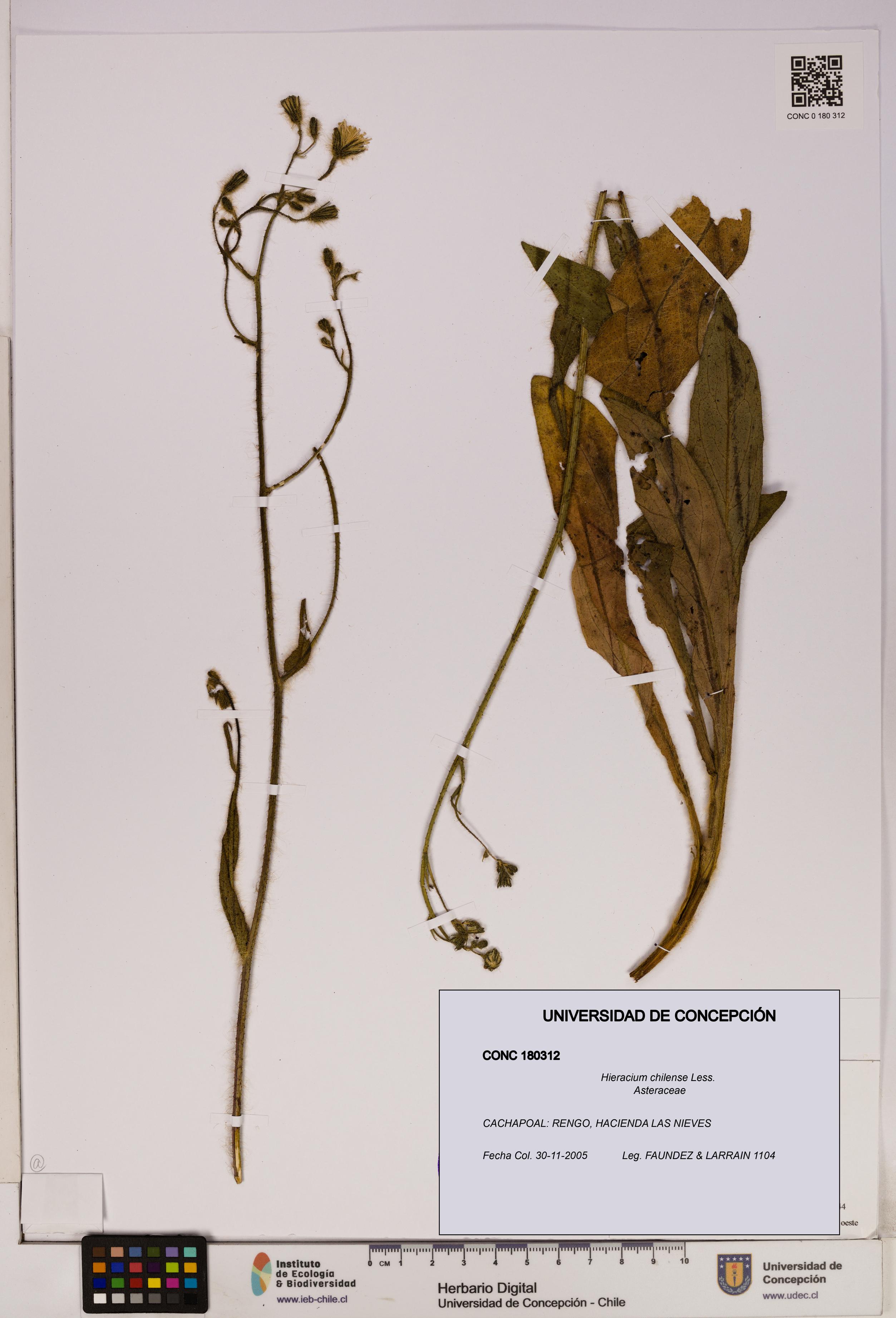 Hieracium chilense [Espécimen: UDEC:CONC:0180312]