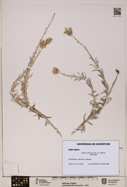 Senecio chilensis var. chilensis [Espécimen: UDEC:CONC:0180313]