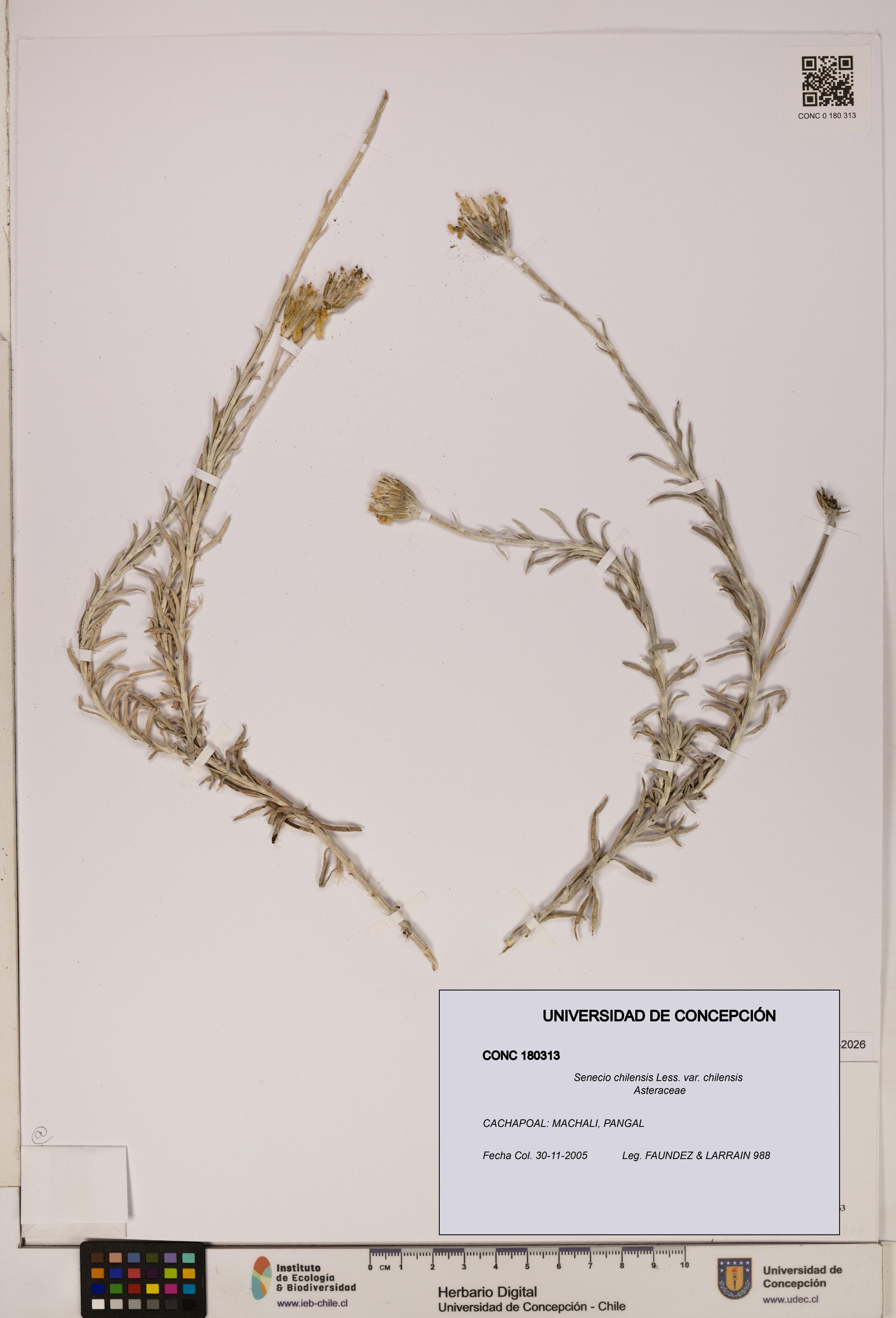 Senecio chilensis var. chilensis [Espécimen: UDEC:CONC:0180313]