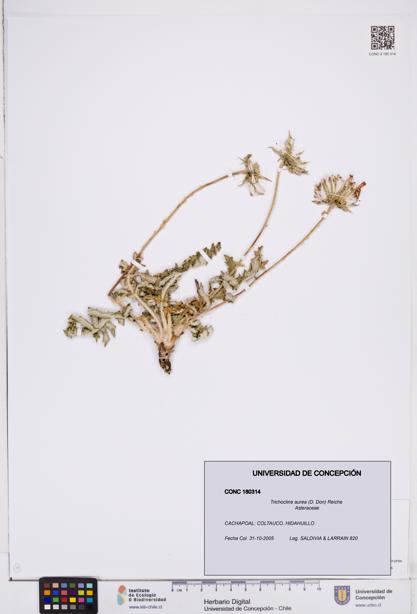 Trichocline aurea [Espécimen: ]