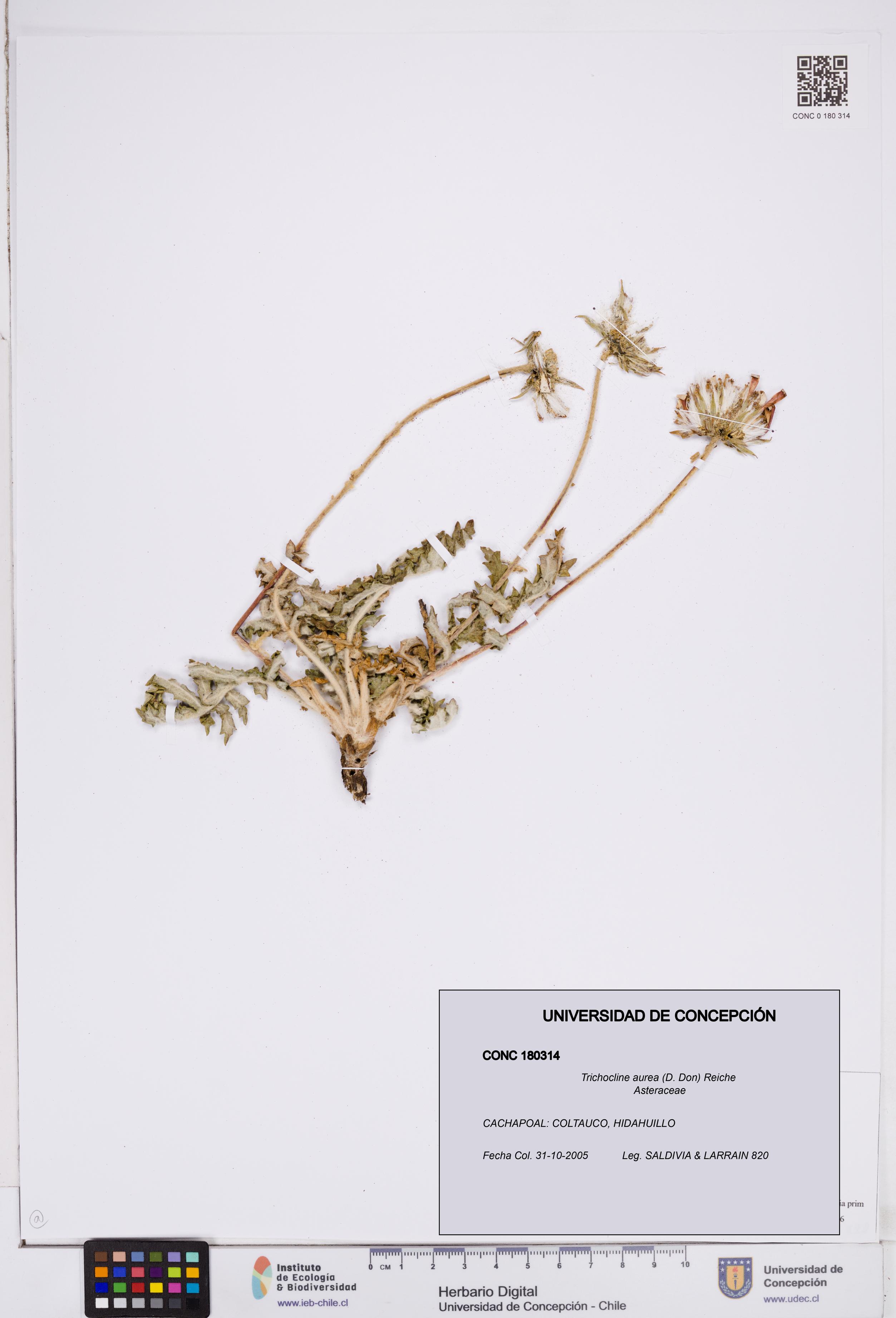Trichocline aurea [Espécimen: ]