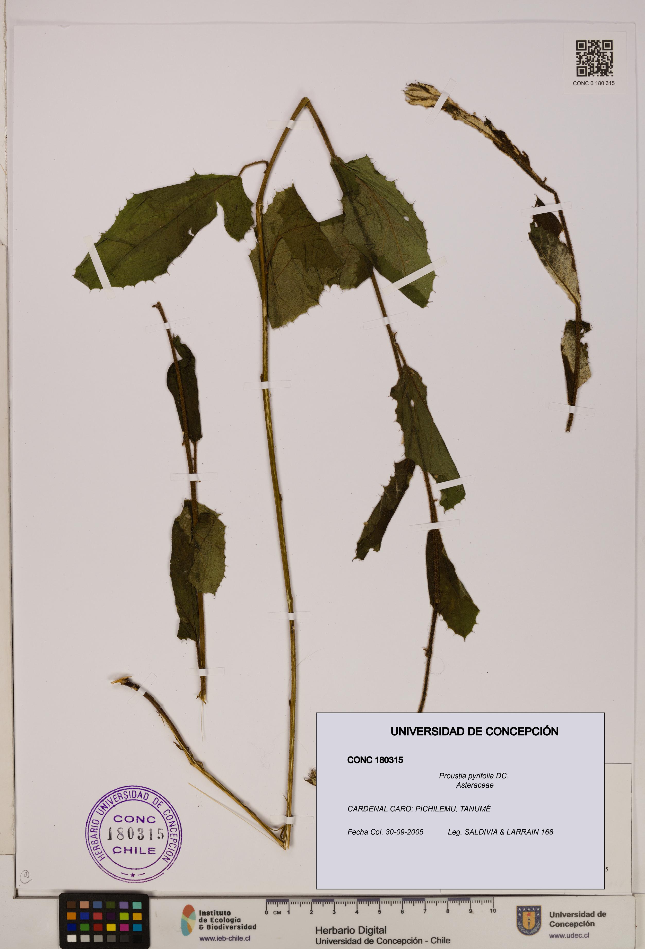 Proustia pyrifolia [Espécimen: UDEC:CONC:0180315]