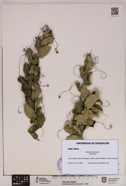 Mutisia ilicifolia [Espécimen: UDEC:CONC:0180319]