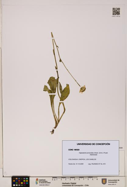Haplosticha arnicoides [Espécimen: UDEC:CONC:0180323]