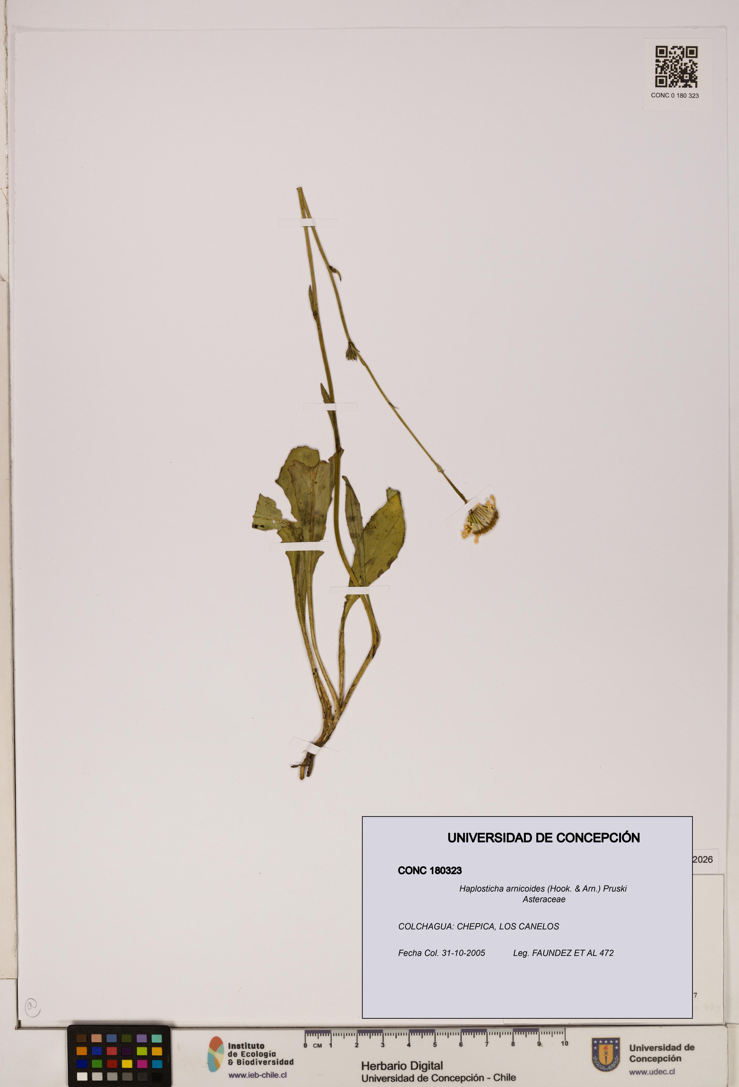 Haplosticha arnicoides [Espécimen: UDEC:CONC:0180323]