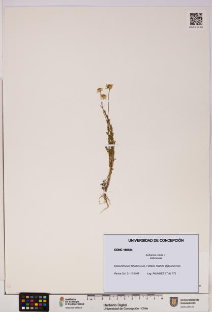 Anthemis cotula [Espécimen: UDEC:CONC:0180324]
