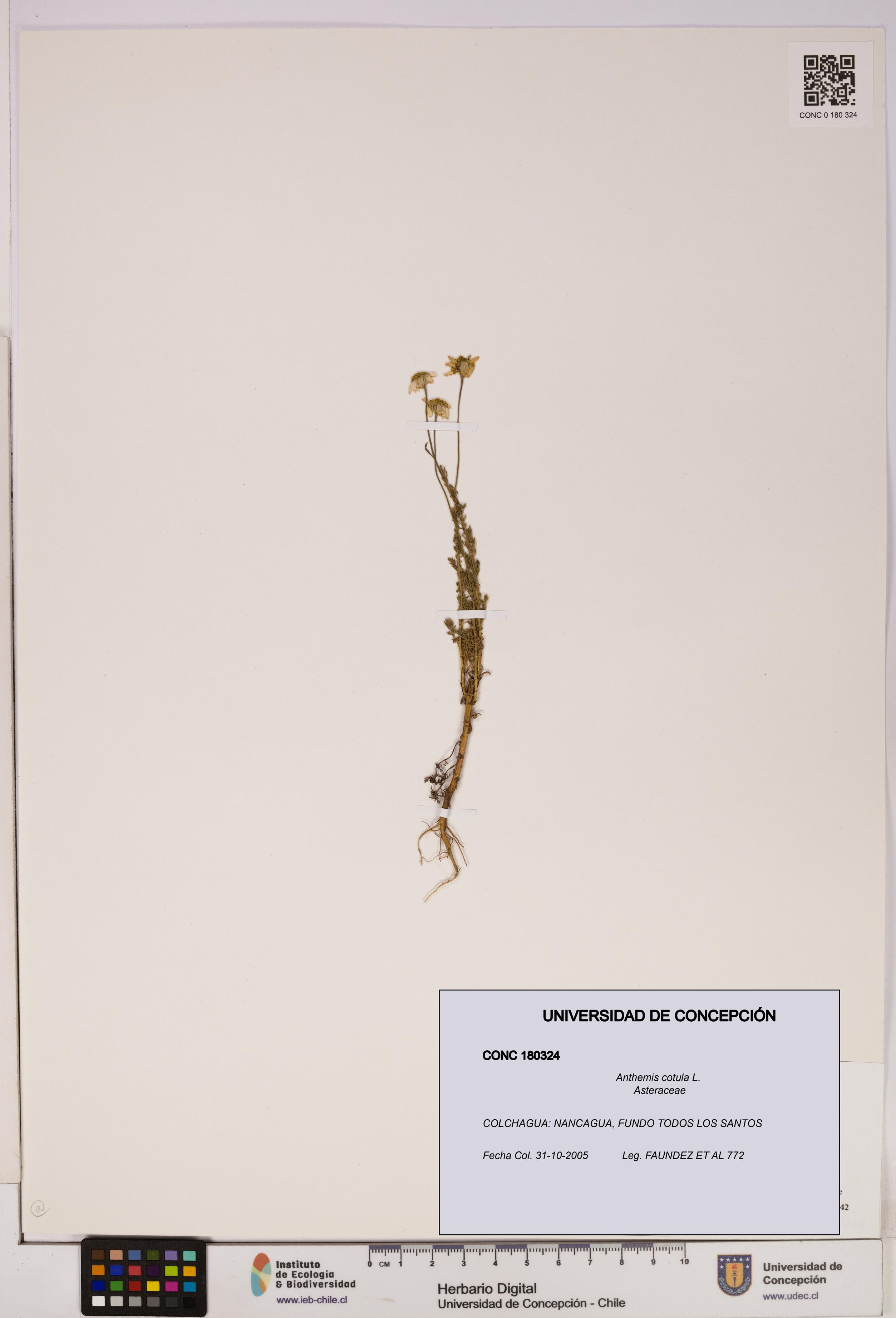 Anthemis cotula [Espécimen: UDEC:CONC:0180324]