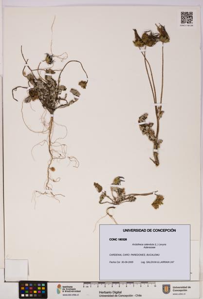Arctotheca calendula [Espécimen: UDEC:CONC:0180326]