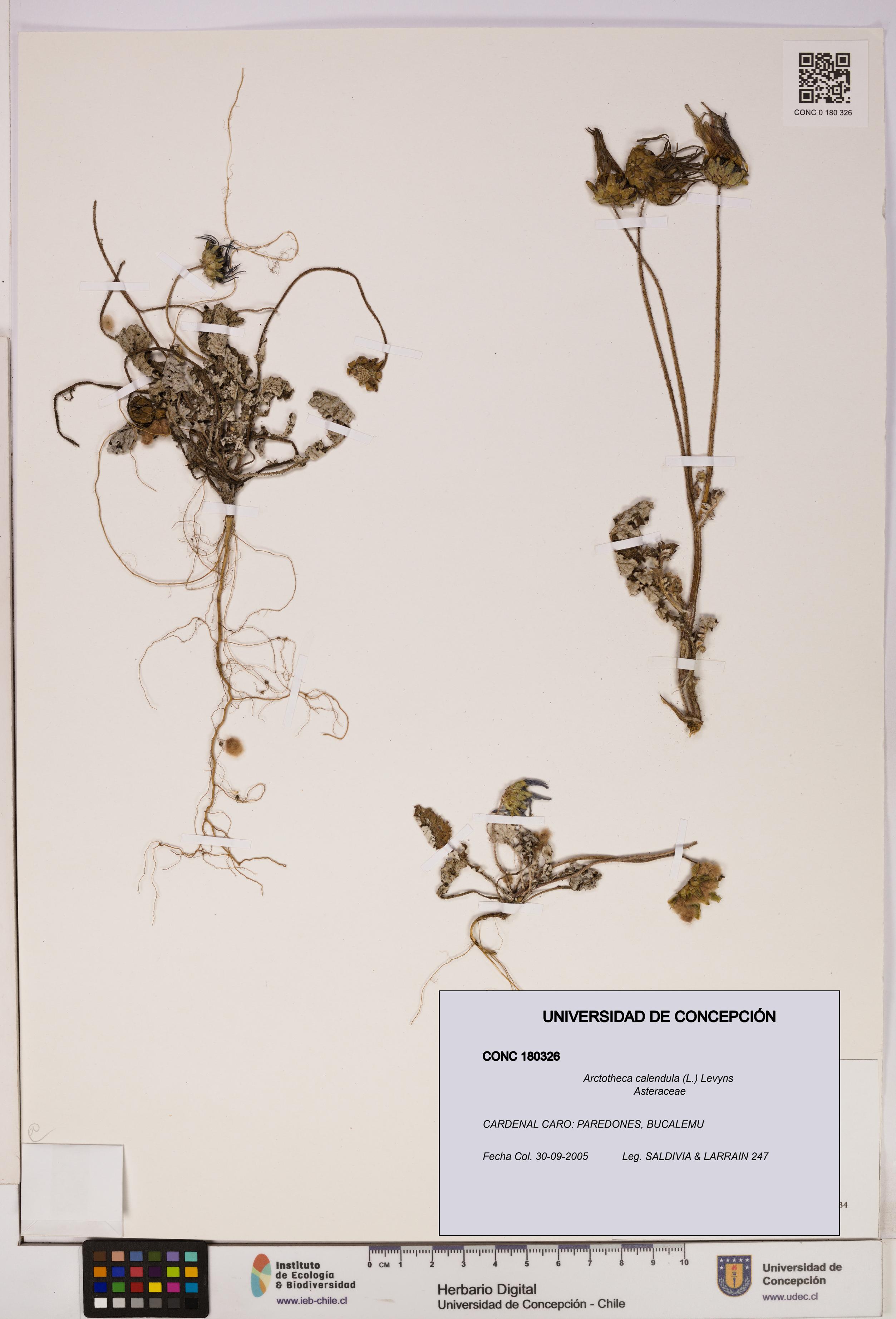 Arctotheca calendula [Espécimen: UDEC:CONC:0180326]