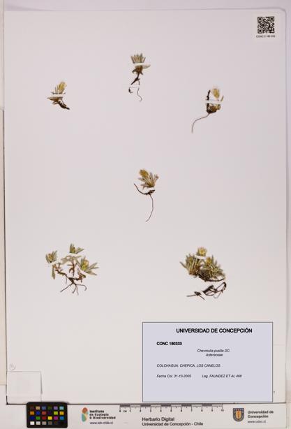 Chevreulia pusilla [Espécimen: UDEC:CONC:0180333]