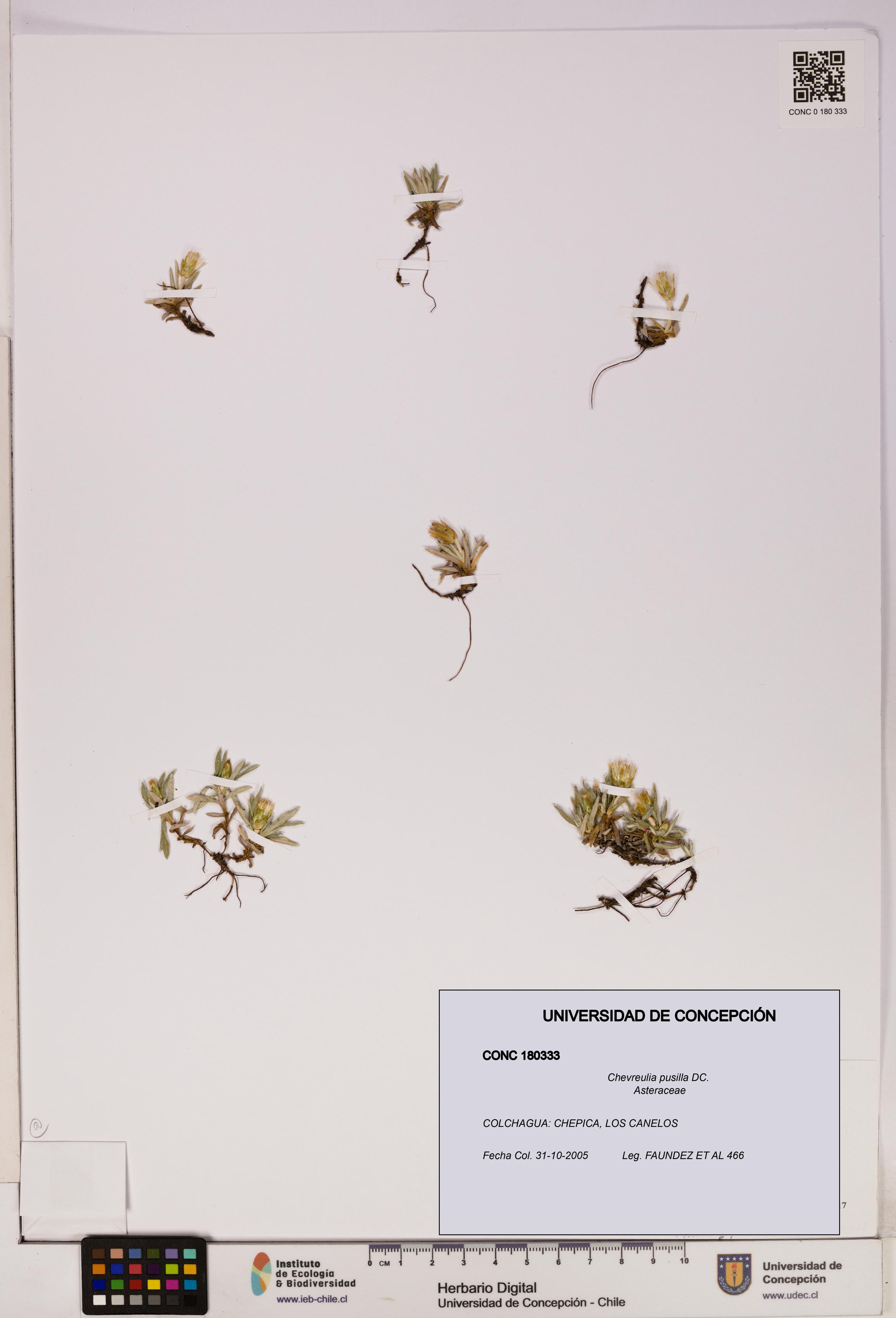 Chevreulia pusilla [Espécimen: UDEC:CONC:0180333]