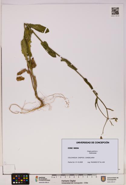 Crepis pulchra [Espécimen: UDEC:CONC:0180334]