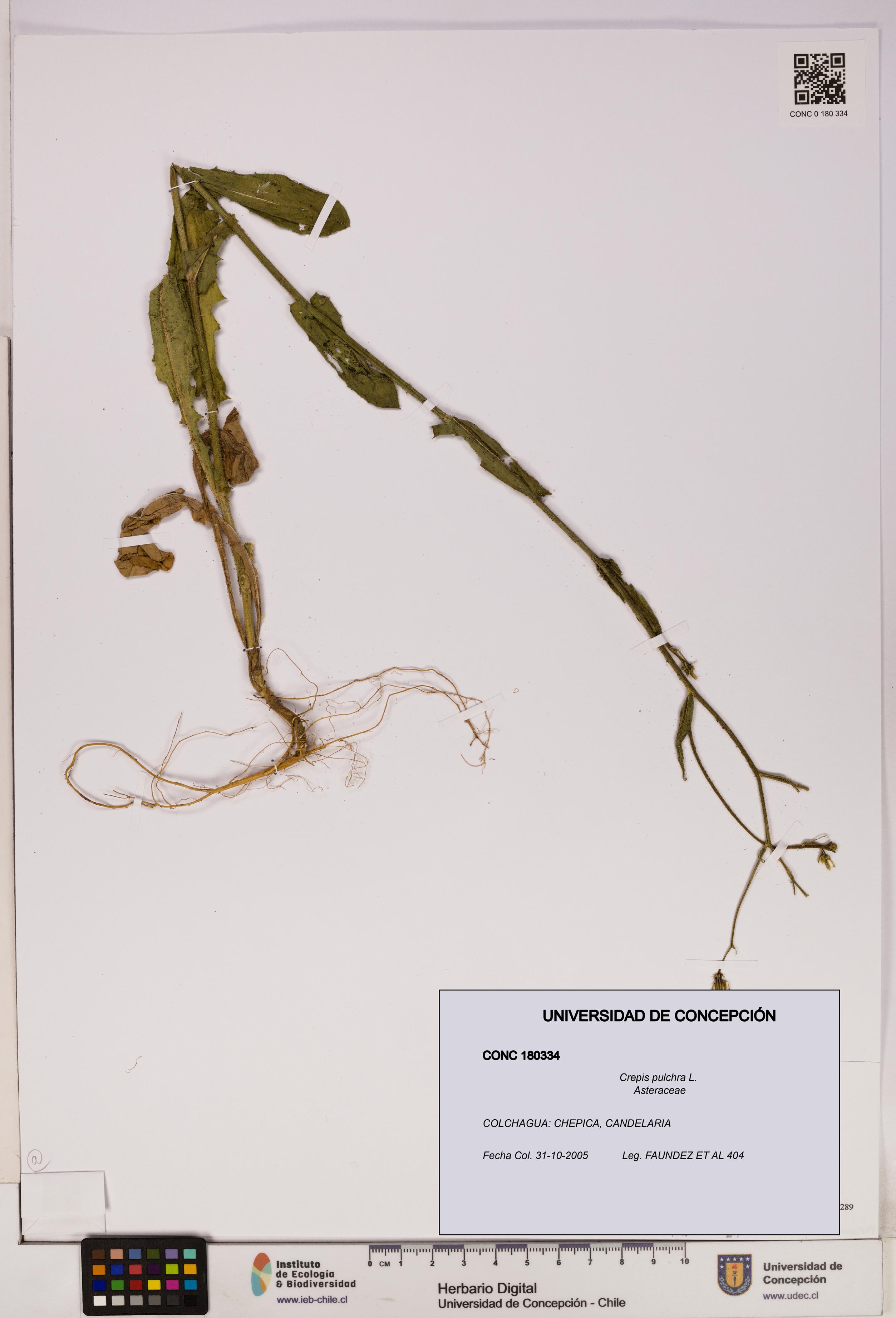 Crepis pulchra [Espécimen: UDEC:CONC:0180334]