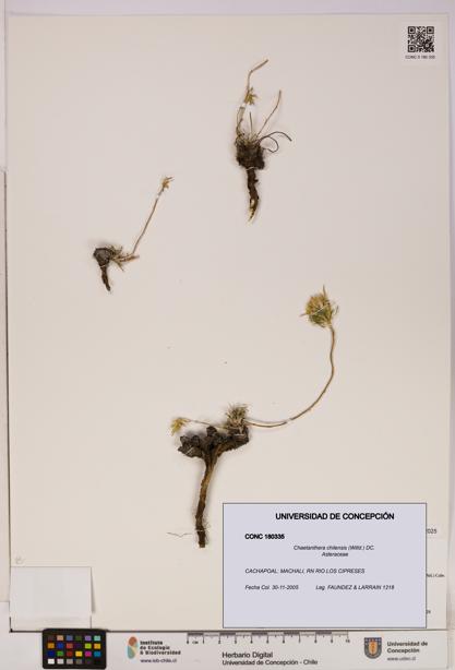 Chaetanthera chilensis [Espécimen: UDEC:CONC:0180335]