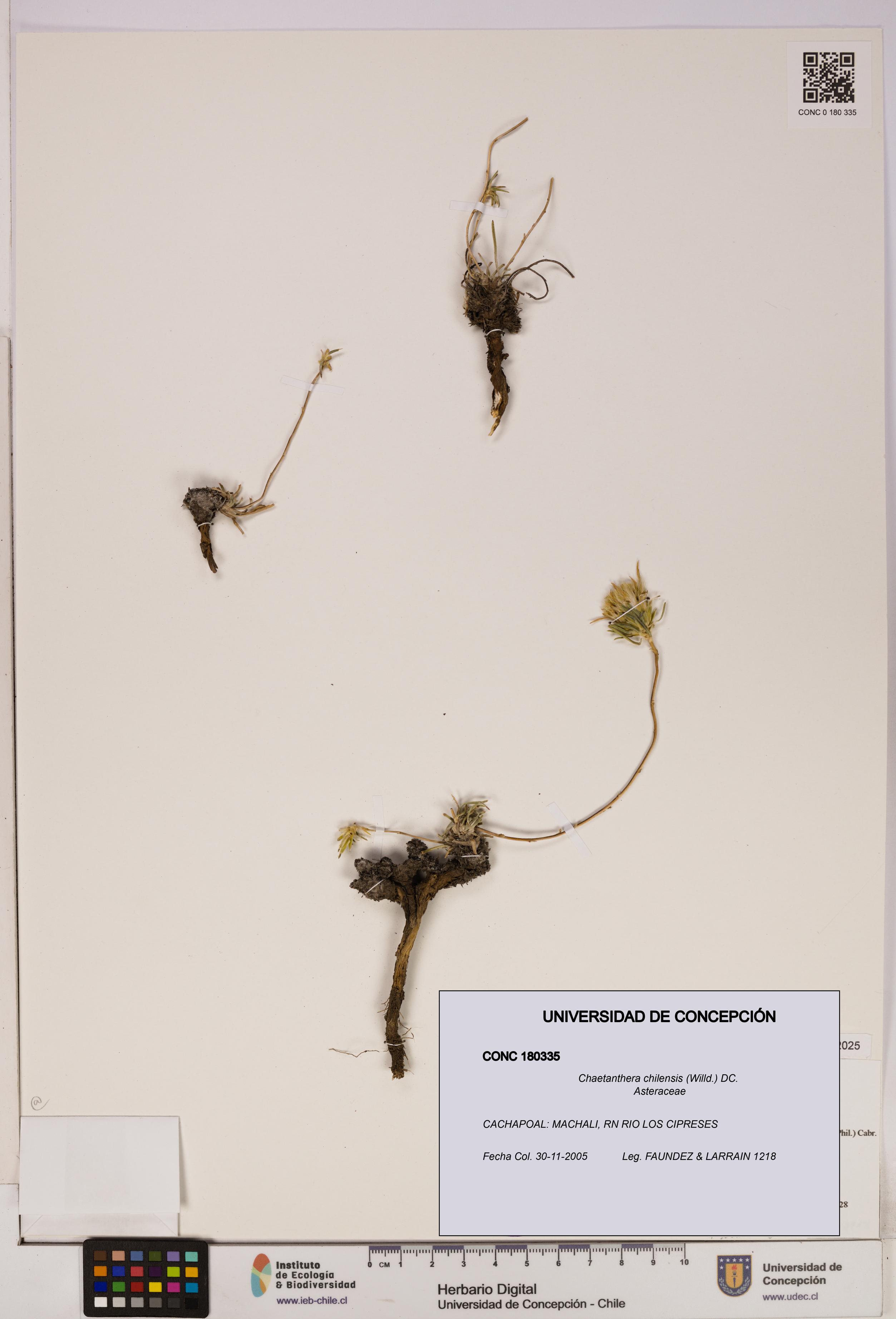 Chaetanthera chilensis [Espécimen: UDEC:CONC:0180335]