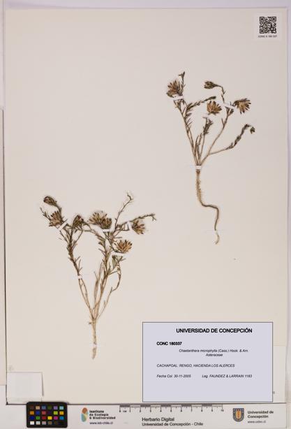 Chaetanthera microphylla [Espécimen: UDEC:CONC:0180337]