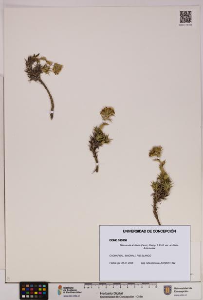 Nassauvia aculeata var. aculeata [Espécimen: UDEC:CONC:0180338]