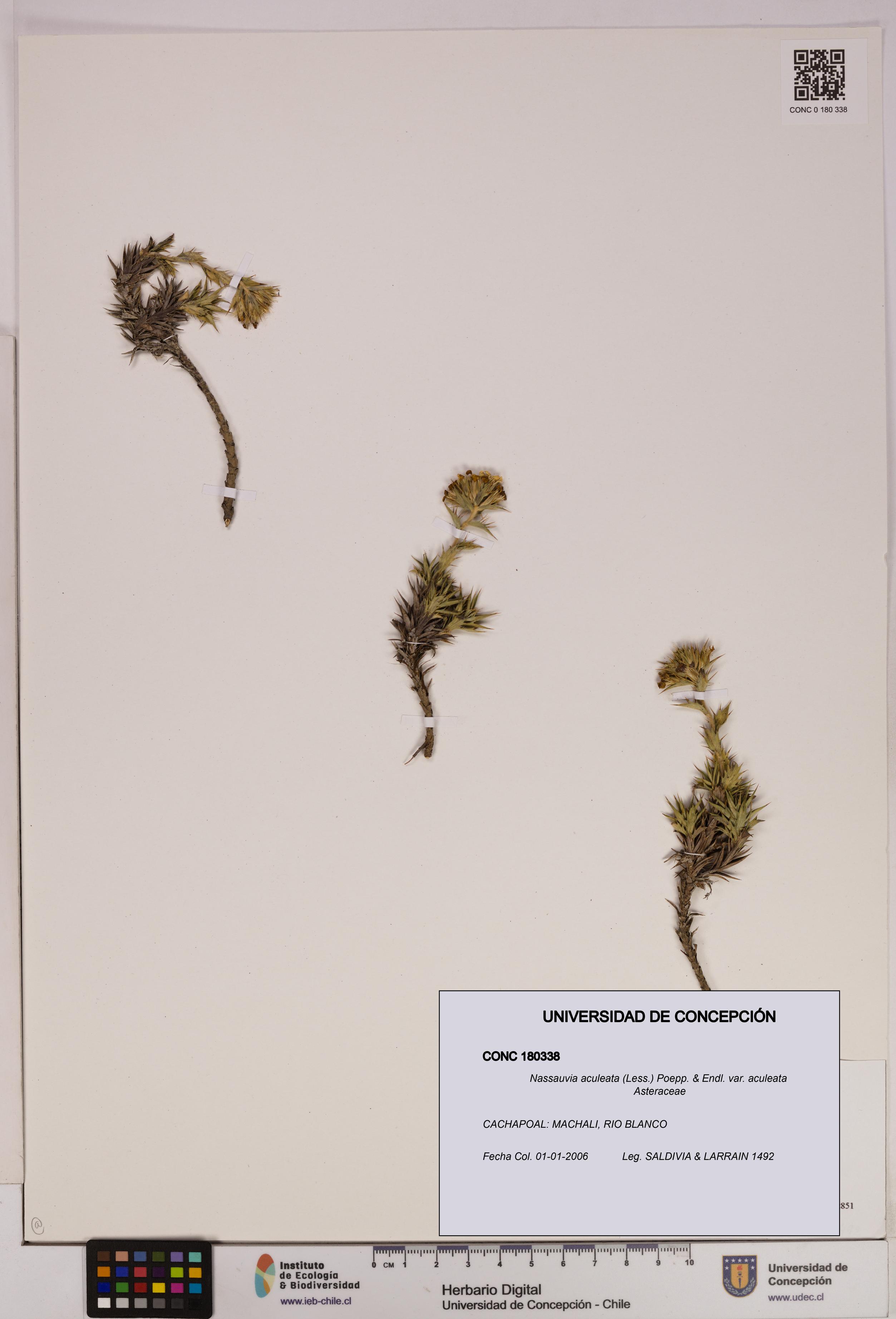 Nassauvia aculeata var. aculeata [Espécimen: UDEC:CONC:0180338]