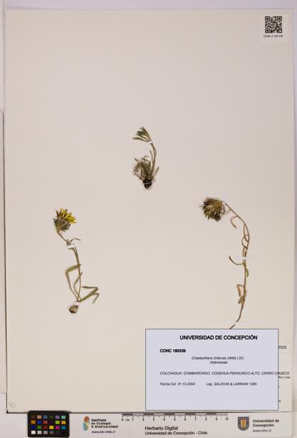 Chaetanthera chilensis [Espécimen: UDEC:CONC:0180339]