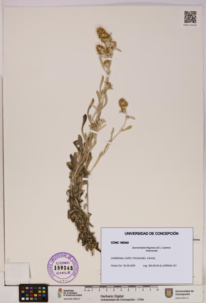 Gamochaeta filaginea [Espécimen: UDEC:CONC:0180342]