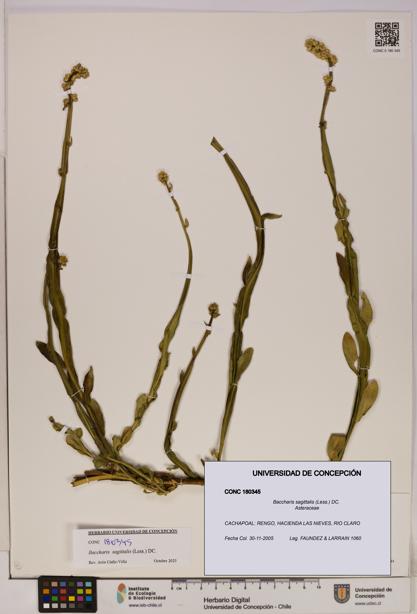 Baccharis sagittalis [Espécimen: UDEC:CONC:0180345]