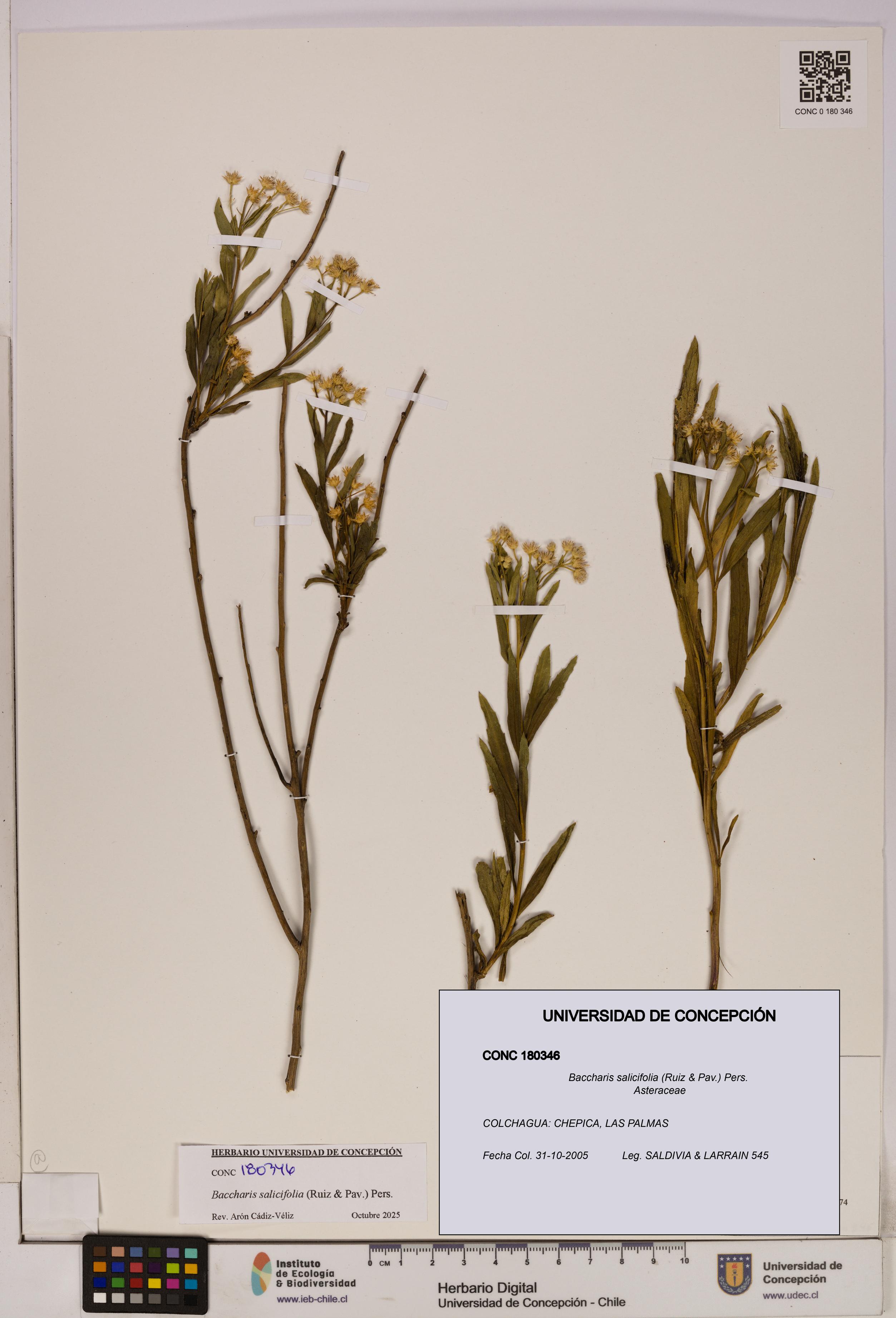 Baccharis salicifolia [Espécimen: UDEC:CONC:0180346]