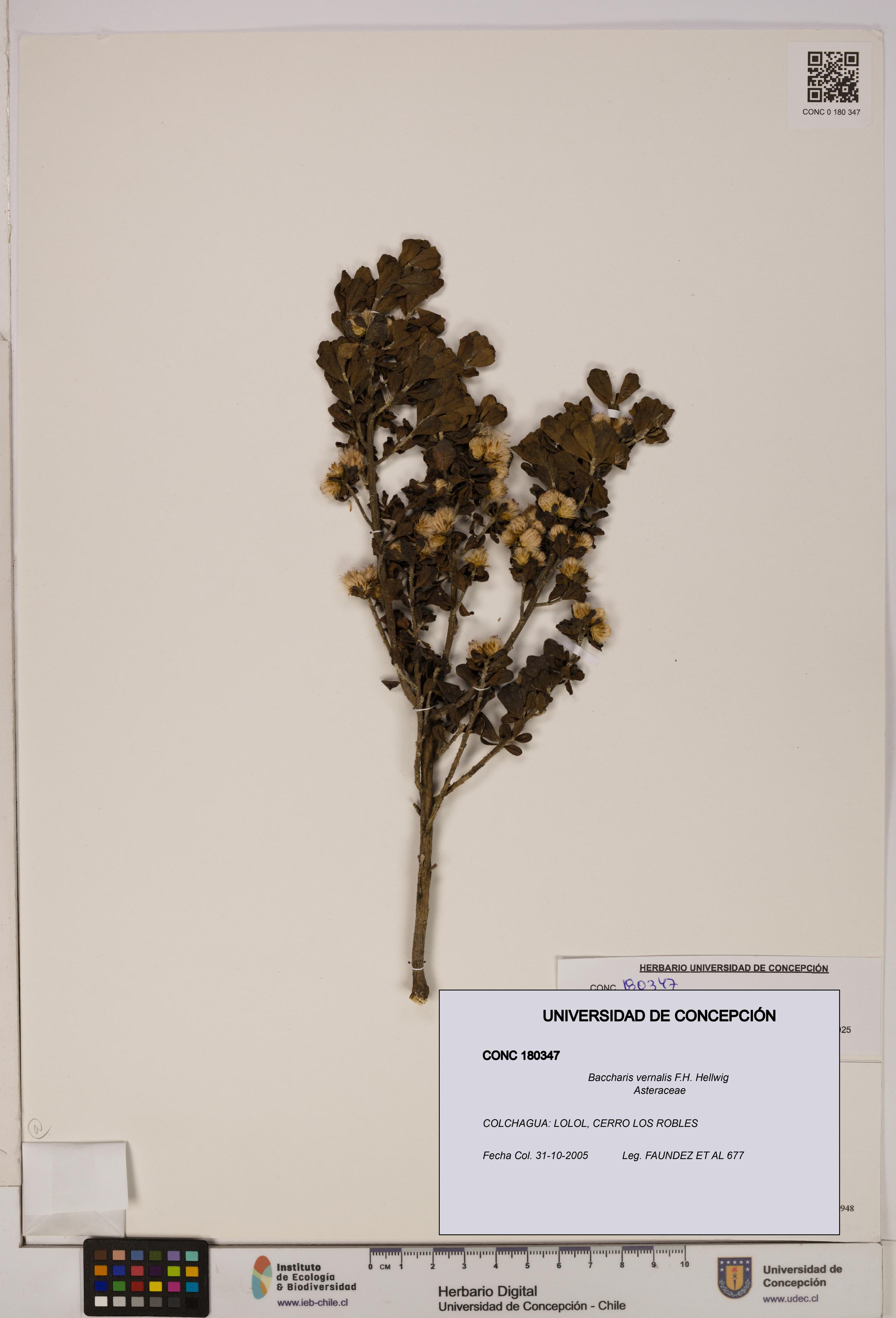 Baccharis vernalis [Espécimen: UDEC:CONC:0180347]