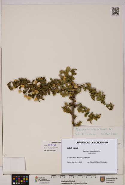 Baccharis poeppigiana [Espécimen: UDEC:CONC:0180348]