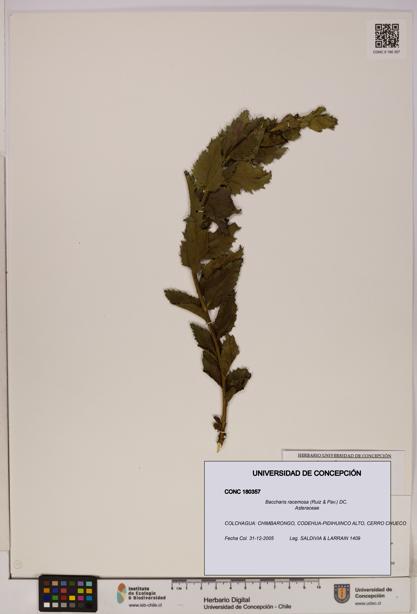 Baccharis racemosa [Espécimen: UDEC:CONC:0180357]