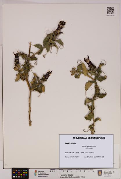 Mutisia latifolia [Espécimen: UDEC:CONC:0180358]