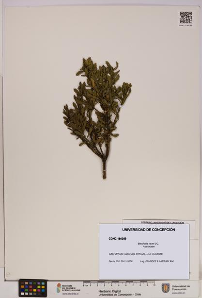 Baccharis neaei [Espécimen: UDEC:CONC:0180359]