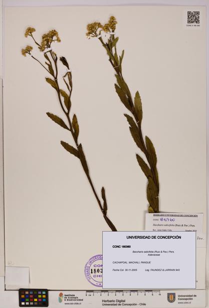 Baccharis salicifolia [Espécimen: UDEC:CONC:0180360]