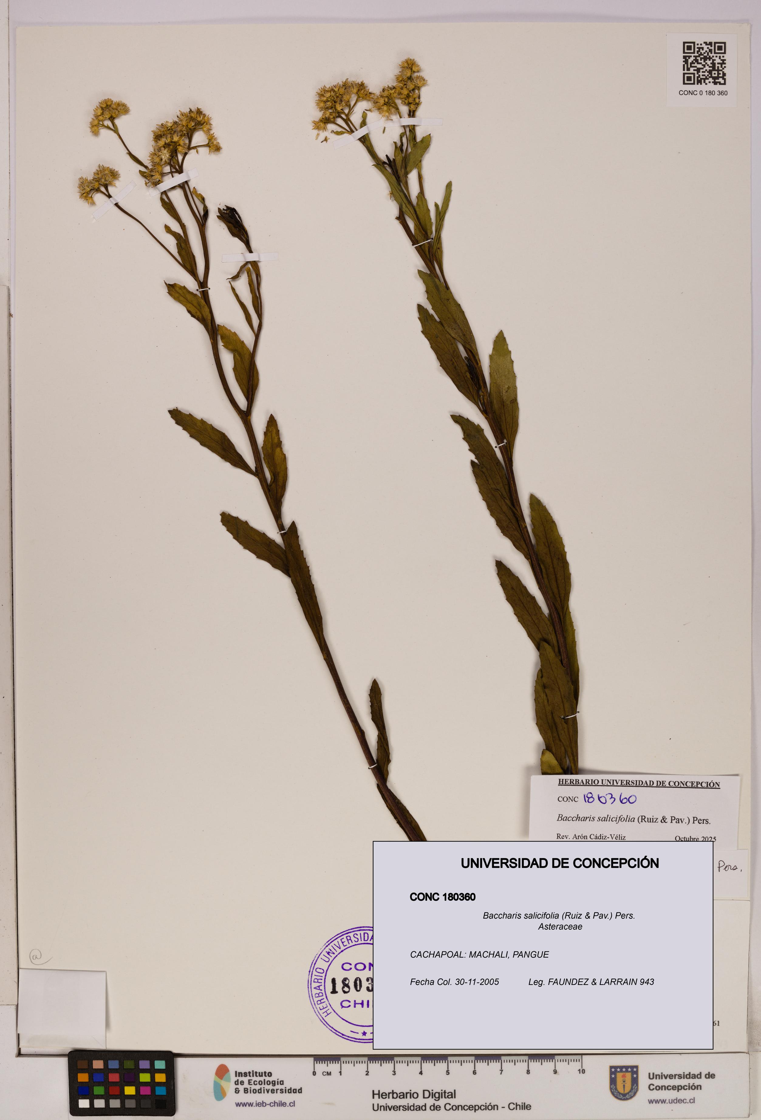 Baccharis salicifolia [Espécimen: UDEC:CONC:0180360]