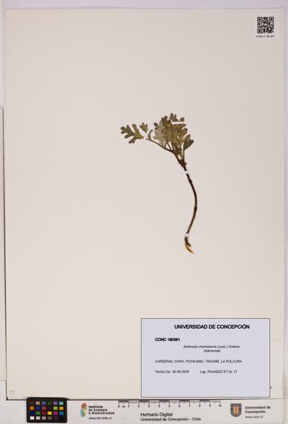 Ambrosia chamissonis [Espécimen: UDEC:CONC:0180361]