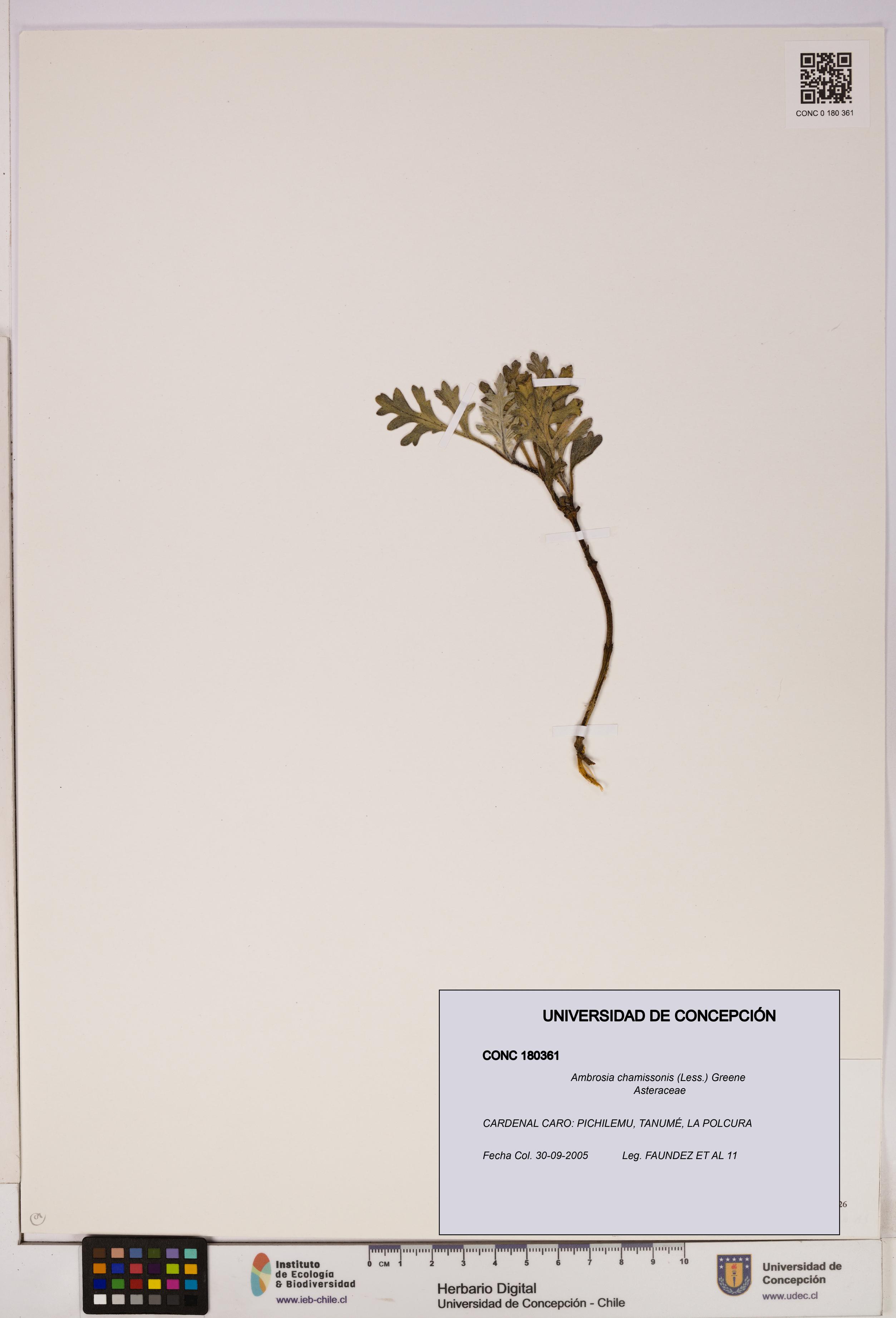 Ambrosia chamissonis [Espécimen: UDEC:CONC:0180361]