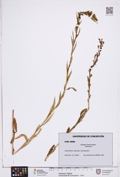 Solidago chilensis [Espécimen: ]