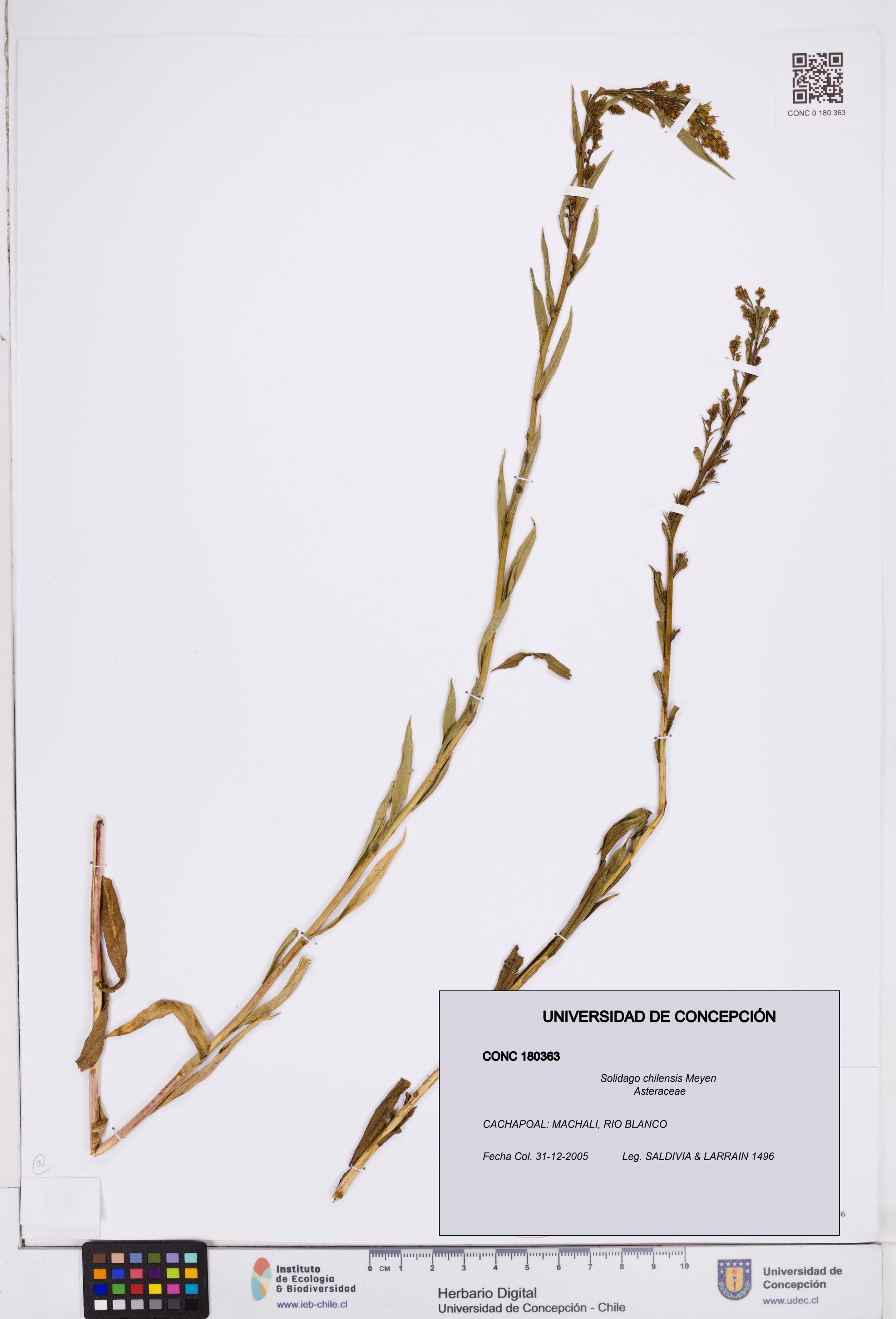 Solidago chilensis [Espécimen: ]