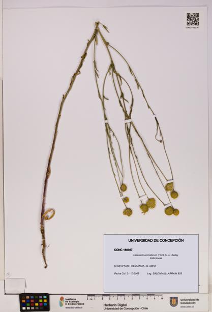 Helenium aromaticum [Espécimen: UDEC:CONC:0180367]