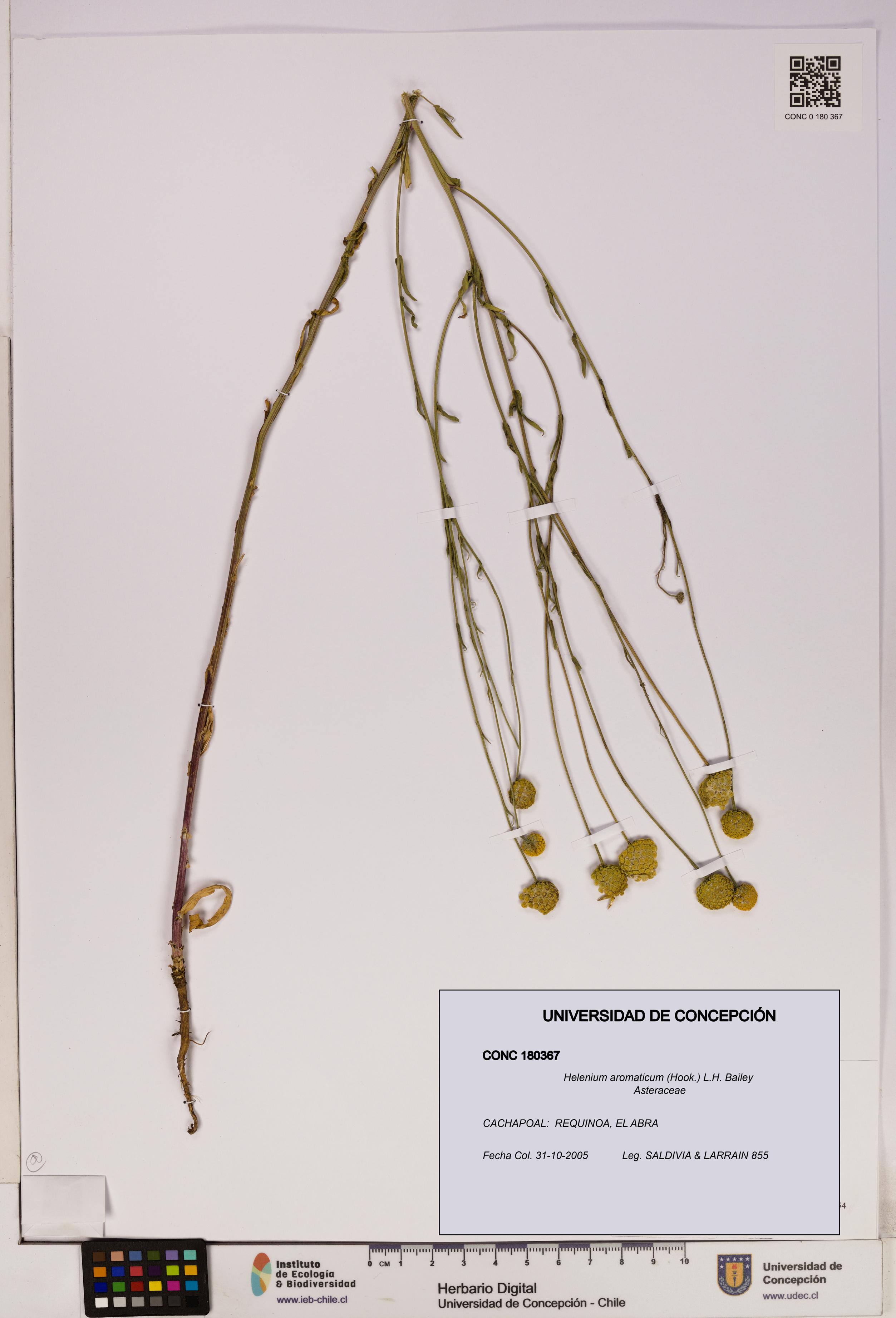 Helenium aromaticum [Espécimen: UDEC:CONC:0180367]