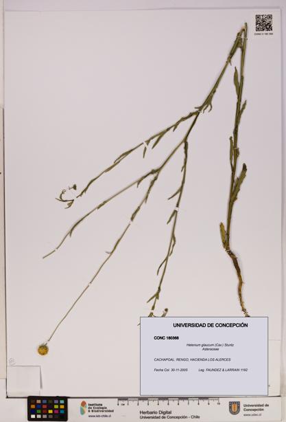 Helenium glaucum [Espécimen: UDEC:CONC:0180368]