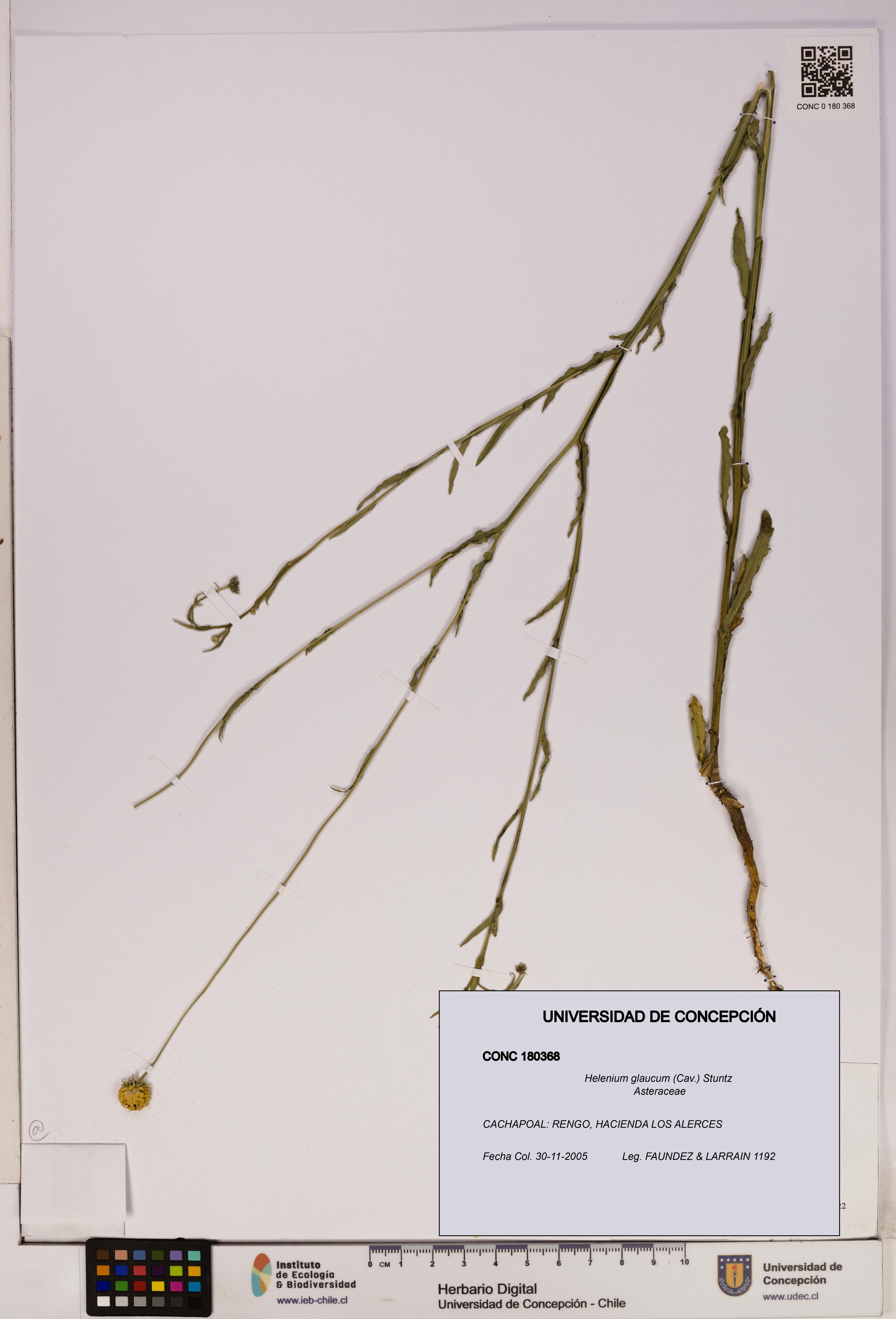 Helenium glaucum [Espécimen: UDEC:CONC:0180368]