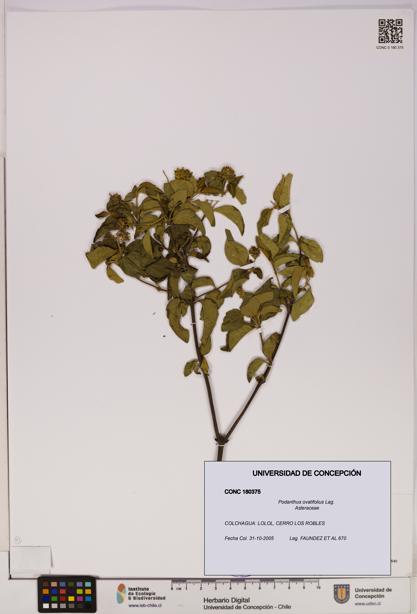 Podanthus ovatifolius [Espécimen: ]