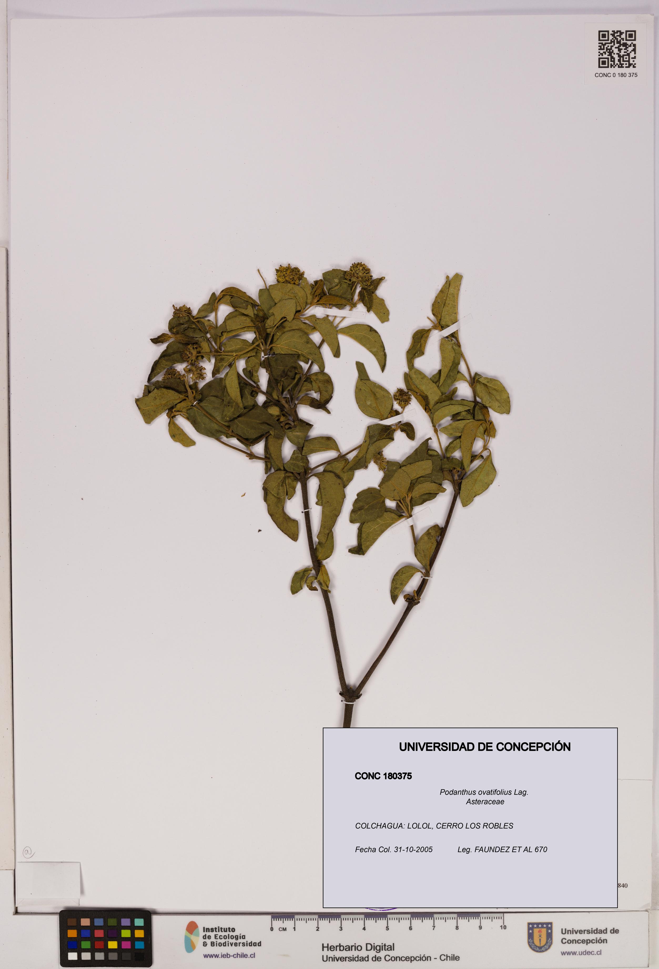 Podanthus ovatifolius [Espécimen: ]