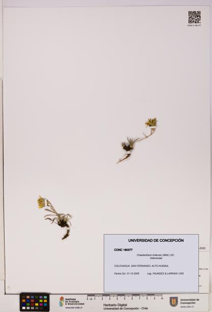 Chaetanthera chilensis [Espécimen: UDEC:CONC:0180377]