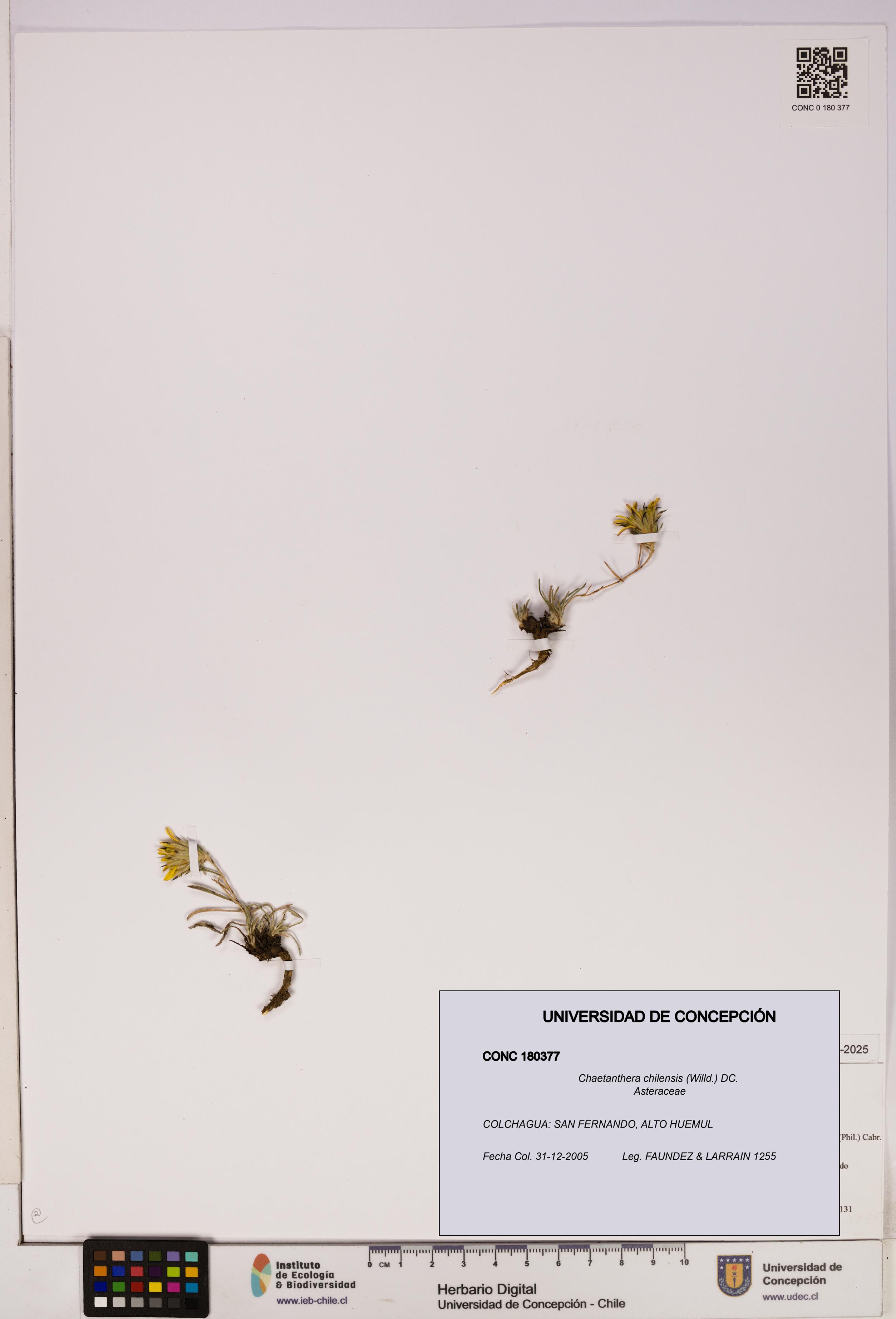 Chaetanthera chilensis [Espécimen: UDEC:CONC:0180377]