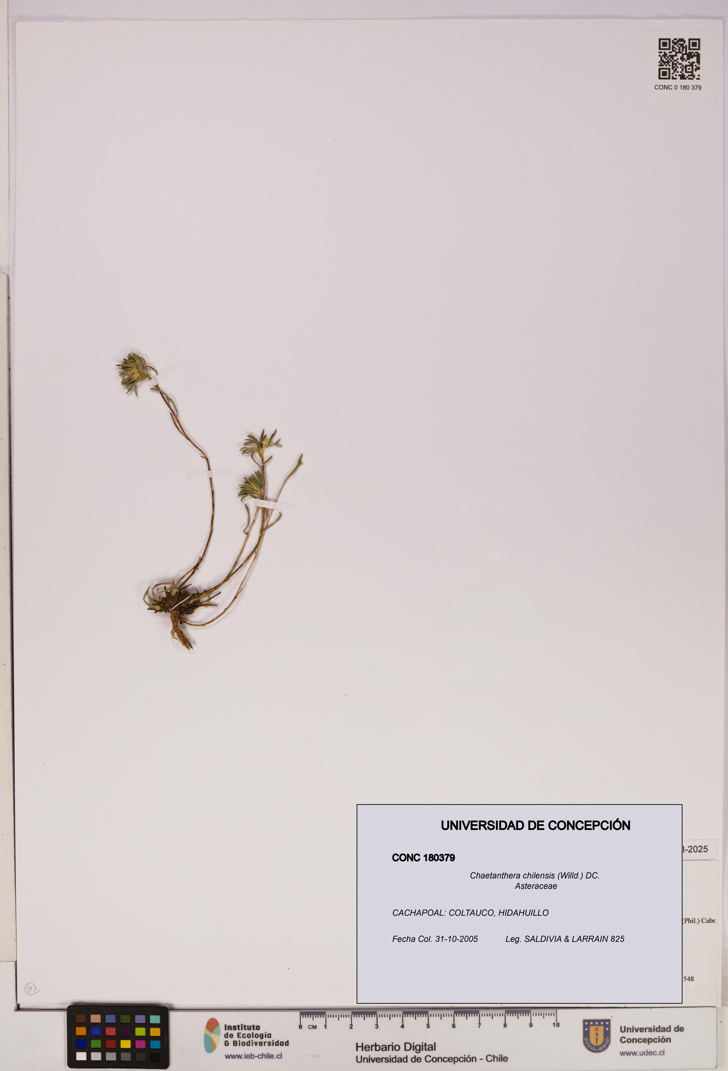 Chaetanthera chilensis [Espécimen: UDEC:CONC:0180379]